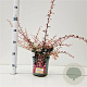 Berberis thunb. 'Harlequin' 30-40 cm 2,5L