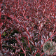 Berberis thunb. 'Red Chief' 80-100 cm 20L