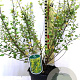Betula nana 'Golden Treasure' 40-50 cm 3,0L