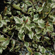 Betula nigra 'Shiloh Splash' 250-300 cm 50L geveerd