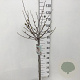 Magnolia stellata 90 cm stam 7,5L