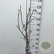 Magnolia 'Susan' 70 cm stam 7,5L