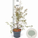 Betula pendula 50-60 cm 3,0L