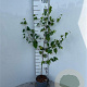 Betula pendula 100-125 cm 2,0L