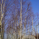 Betula pendula 900-1000 cm draadkluit meerstammig