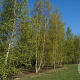 Betula pendula 900-1000 cm draadkluit meerstammig