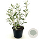 Brachyglottis 'Sunshine' 30-40 cm 2,0L