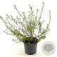 Buddleja alternifolia Unique 40-50 cm 3,0L