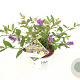 Buddleja 'Blue Chip' 25-30 cm 3,0L