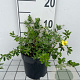Potentilla f. 'Elizabeth' GM C1.3