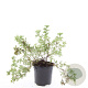 Potentilla f. 'Goldstar' GM C1.3