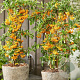 Pyracantha cocc. 'Sunny Star' 100-125 cm 3,0L Gestokt