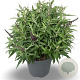 Buddleja d. B. Candy Lila Sweeth. 50-60 cm 12L