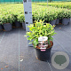 Buddleja d. B. Candy Little Pink 25-30 cm 3,0L
