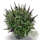 Buddleja d. B. Candy Little Purple 50-60 cm 12L