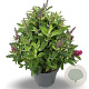Buddleja d. B. Candy Little Ruby 50-60 cm 12L