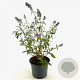 Buddleja d. 'Empire Blue' 40-45 cm 3,0L