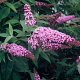 Buddleja d. 'Ile de France' 30-40 cm 3,0L