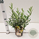Salix helvetica 20-30 cm 2,5L