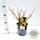 Salix helvetica 20-30 cm 2,5L