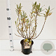 Salix helvetica 30-40 cm 2,5L