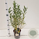 Salix helvetica 30-40 cm 2,5L