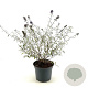 Buddleja d. 'Nanho Blue' 30-40 cm 3,0L