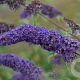 Buddleja d. 'Nanho Blue' 80-100 cm 7,5L