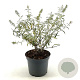 Buddleja d. 'Nanho White' 30-40 cm 3,0L