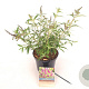 Buddleja d. Octopus Magenta 30-40 cm 3,0L