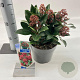 Skimmia j. 'Rubella' 20-25 cm 2,0L