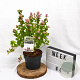 Symphoricarpos d. Symphony Rave 30-40 cm 3,0L