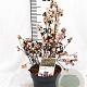 Symphoricarpos d. Symphony Rave 30-40 cm 3,0L