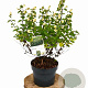 Symphoricarpos Symphony Rock 30-40 cm 3,0L