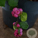 Symphoricarpos d. Symphony Rumble 30-40 cm 3,0L