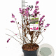 Symphoricarpos d. Symphony Rumble 30-40 cm 3,0L