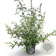 Buddleja d. 'White Profusion' 80-100 cm 12L