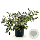 Buddleja Flutterby Peace 30-40 cm 3,0L