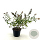 Buddleja Flutterby Pet. Snow White 30-40 cm 3,0L