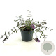 Buddleja Free Petite Lavender Flow 25-30 cm 3,0L