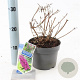Buddleja Free Petite Tutti Fruitti 20-25 cm 2,0L