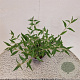 Buddleja 'Lochinch' 50-55 cm 3,0L