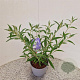 Buddleja 'Lochinch' 50-55 cm 3,0L