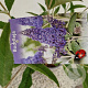 Buddleja 'Lochinch' 50-55 cm 3,0L