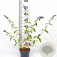Buddleja weyer. 'Flower Power' 40-50 cm 2,0L