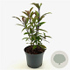 Callicarpa kwangtungensis 30-40 cm 3,0L