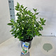 Viburnum tinus 30-35 cm 3,0L