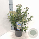Viburnum tinus 30-35 cm 3,0L