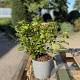 Viburnum tinus 30-40 cm 2,5L