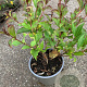 Weigela florida 'Victoria' 30-40 cm 2,0L